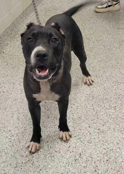 An adult large-sized female Black Pit Bull Terrier dog named Nahina for adoption in Kansas City, MO