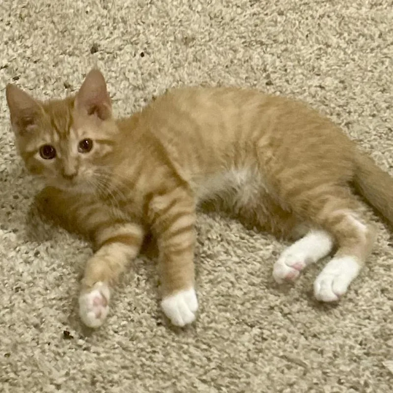 An adult small-sized female Orange / Red Domestic Short Hair cat named Peaches for adoption in Philadelphia, PA