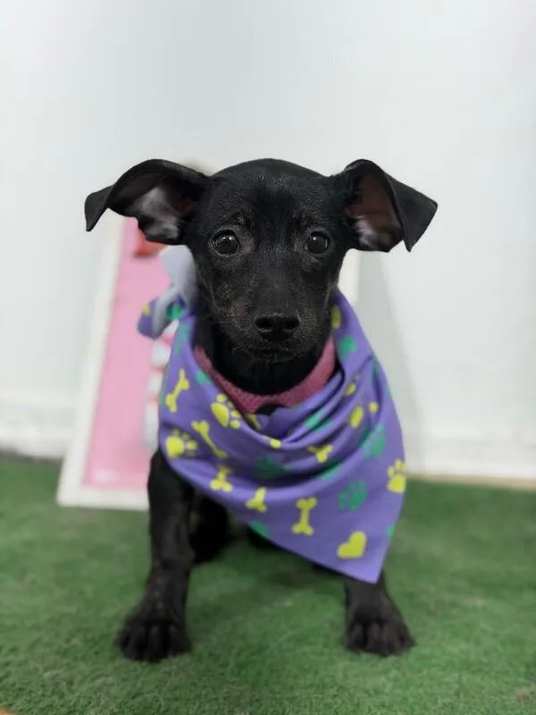 A baby small-sized male Brindle Chihuahua dog named Peppy for adoption in Carlsbad, CA