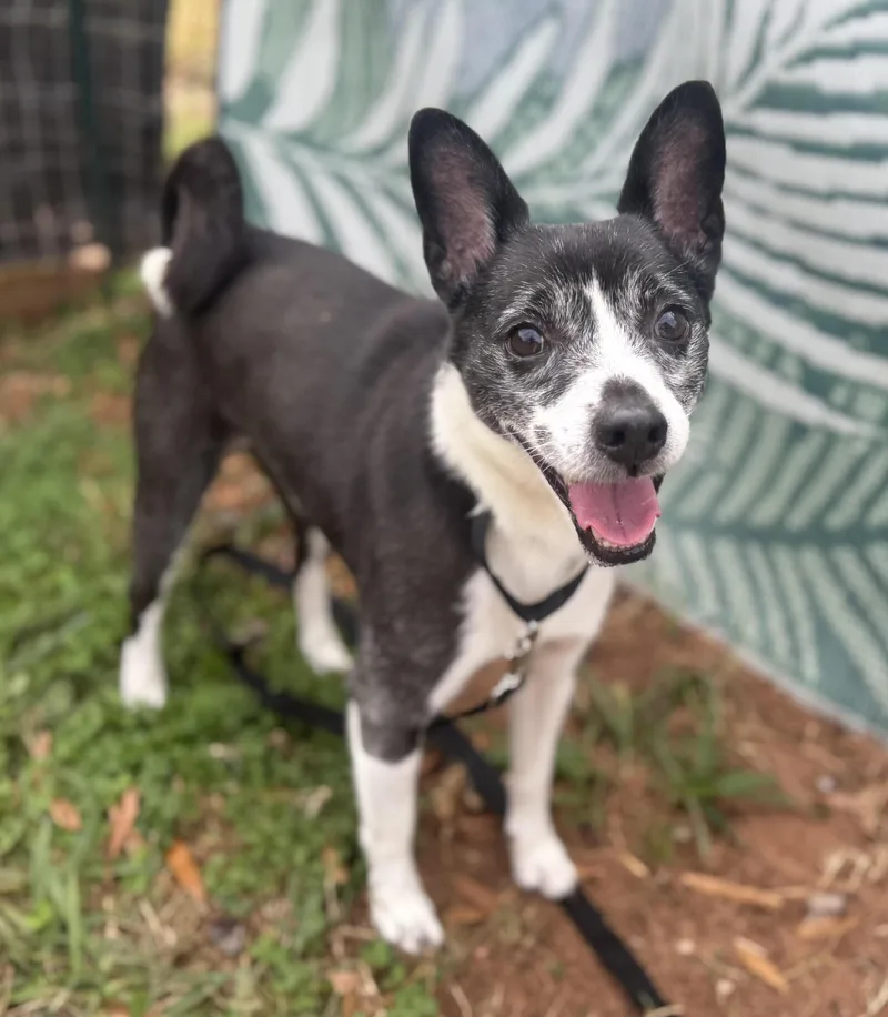 A senior small-sized male Terrier dog named Boots for adoption in Maiden, NC
