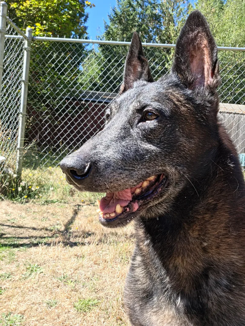 A senior large-sized male Bicolor Belgian Shepherd / Malinois dog named Biscuit for adoption in Silverdale, WA