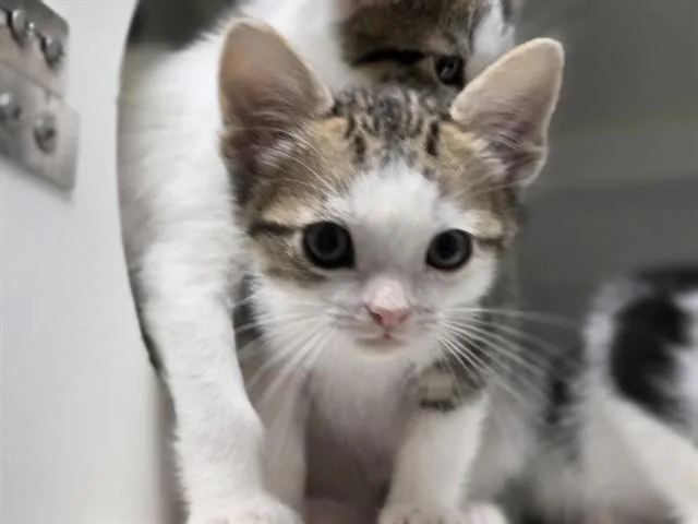 A baby medium-sized male Domestic Short Hair cat named Megamind for adoption in Salinas, CA