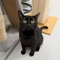 An adult medium-sized female Black American Shorthair cat named Blair for adoption in West Palm Beach, FL