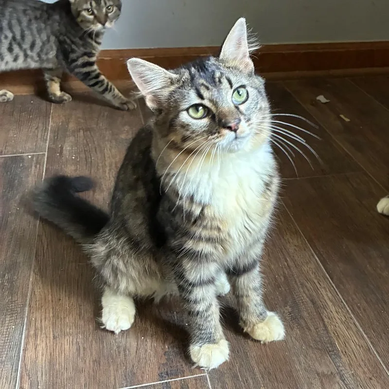 A baby small-sized male Brown / Chocolate Domestic Medium Hair cat named Elliot for adoption in Carmel, IN