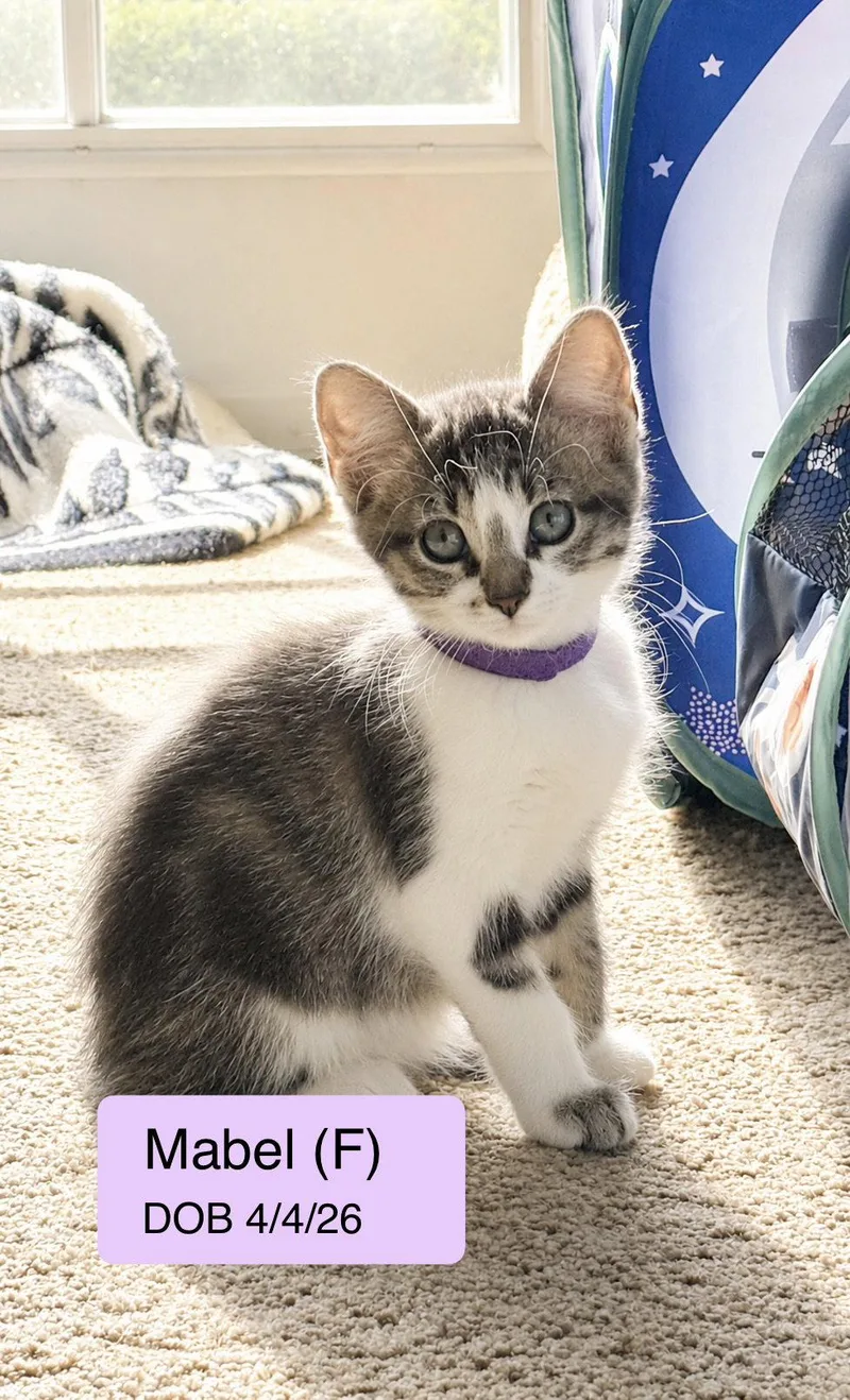 A baby medium-sized female White Domestic Short Hair cat named Mabel for adoption in Vacaville, CA