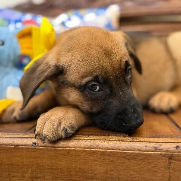 A baby medium-sized male Yellow / Tan / Blond / Fawn Labrador Retriever dog named Paladin Dnd for adoption in Friendswood, TX