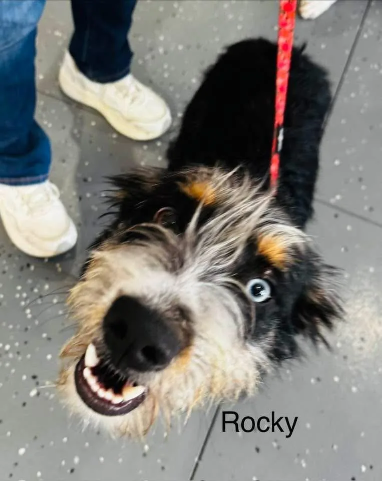 Rocky