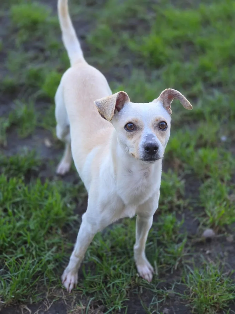 A young small-sized female White / Cream Chihuahua dog named Nala for adoption in Manteca, CA