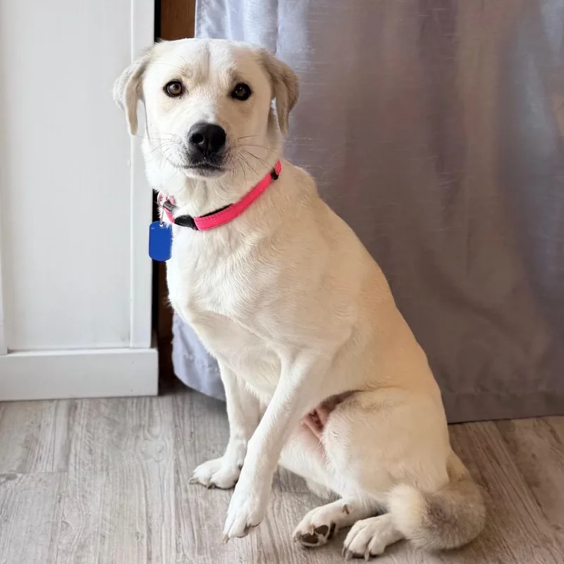An adult medium-sized female White / Cream Labrador Retriever dog named Skye for adoption in Green Bay, WI