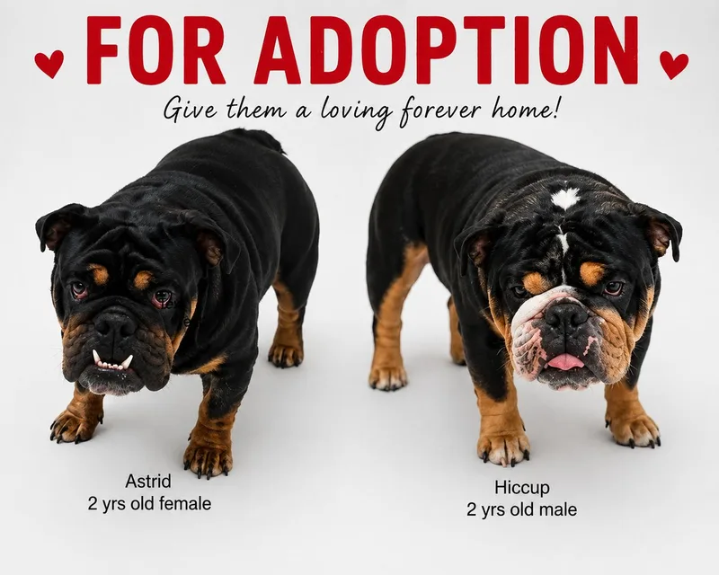 A young large-sized male Tricolor (Brown, Black, & White) English Bulldog dog named Astrid & Hiccup for adoption in Montclair, NJ