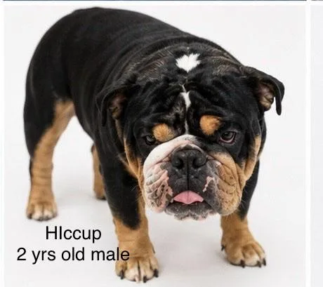 Astrid & Hiccup thumbnail 4