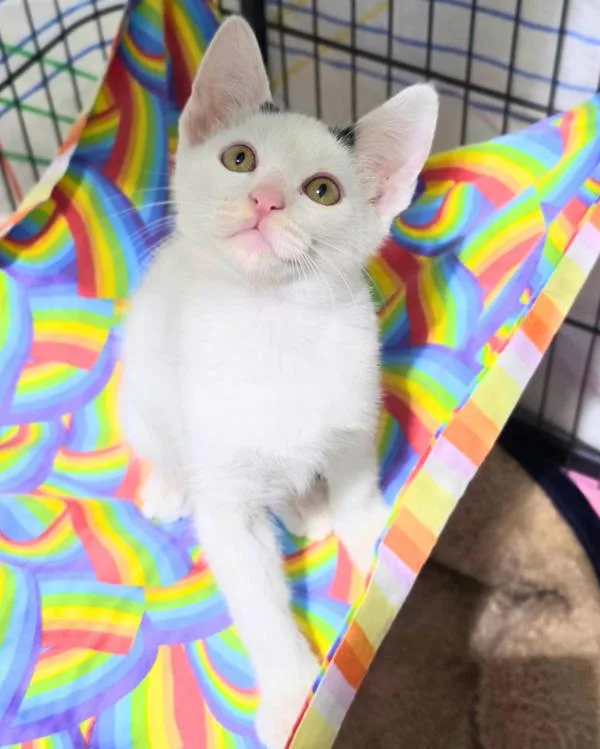 A baby small-sized male Domestic Short Hair cat named Snafu for adoption in Novato, CA