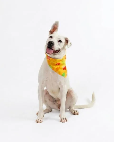 An adult medium-sized female Pit Bull Terrier dog named Minnie for adoption in Eglin AFB, FL