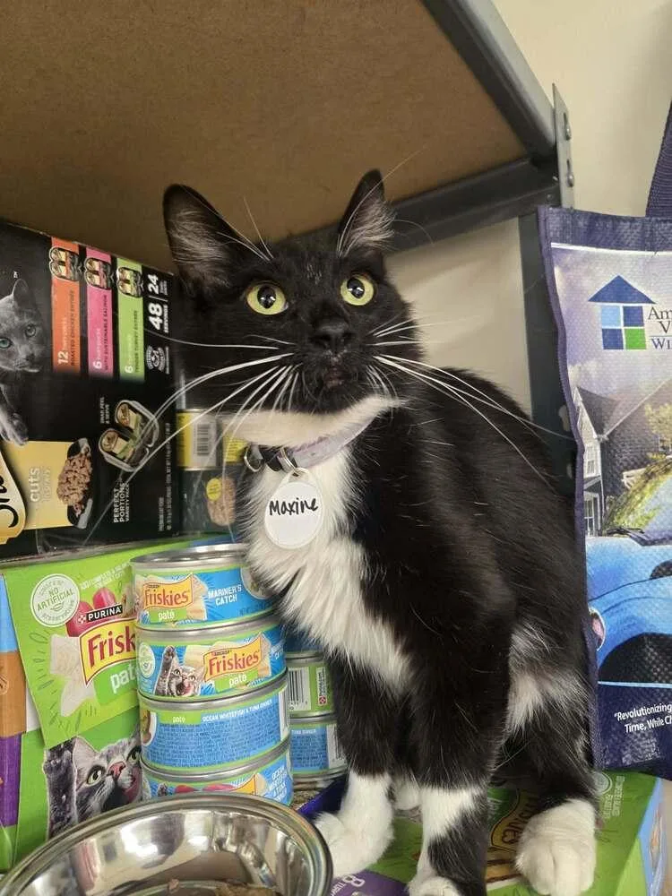 A young medium-sized female Black & White / Tuxedo Domestic Medium Hair cat named Maxine for adoption in tucson, AZ