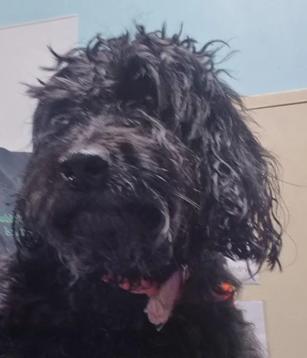 An adult small-sized female Havanese dog named Emma for adoption in Dallas, GA