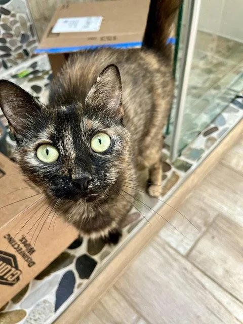 A young medium-sized female Domestic Short Hair cat named Firefly for adoption in Philadelphia, PA