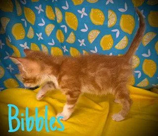A young medium-sized male Orange / Red Domestic Short Hair cat named Bibbles for adoption in Pleasanton, TX