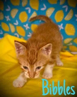 Bibbles thumbnail 2
