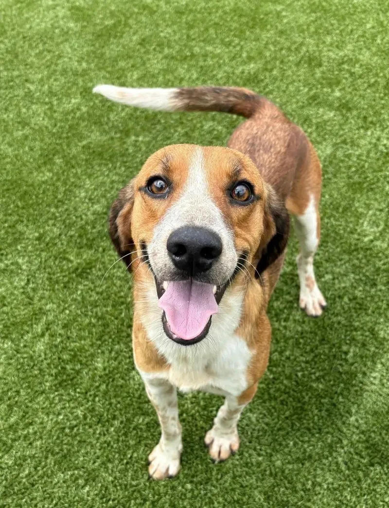 A young medium-sized male Beagle dog named Finn IV for adoption in Dunnellon, FL