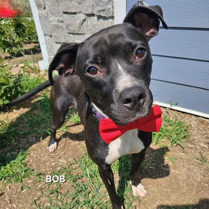 An adult medium-sized male Black Boxer dog named Bob for adoption in Madisonville, TN