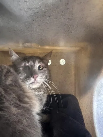 An adult small-sized male Domestic Medium Hair cat named Ralph for adoption in Roseville, CA