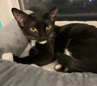 A baby small-sized female Black Domestic Short Hair cat named Petunia Pig for adoption in Chandler, AZ