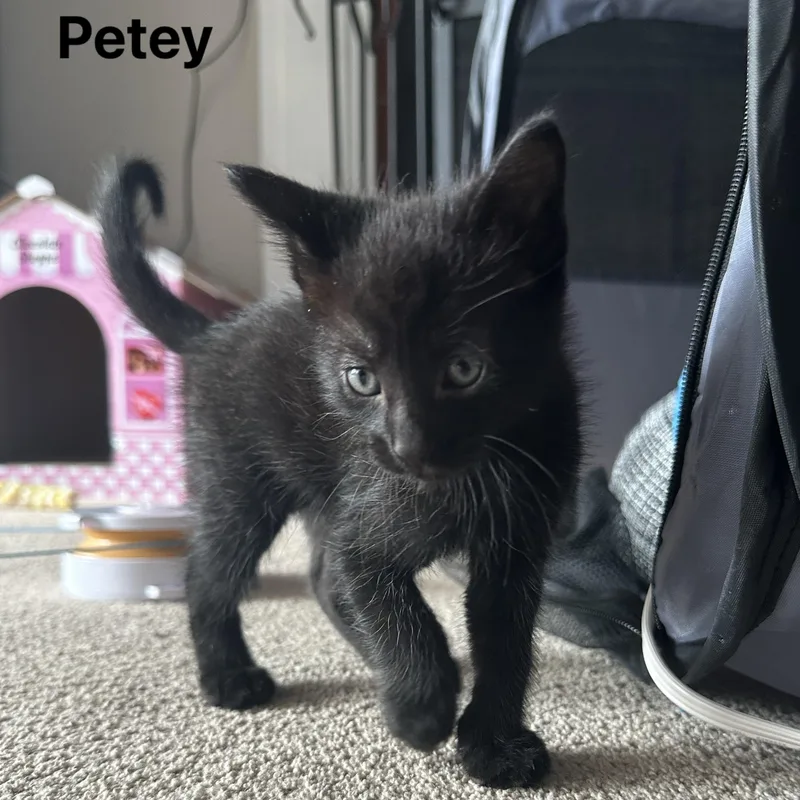 A young small-sized male Black Domestic Medium Hair cat named Petey for adoption in San Jose, CA