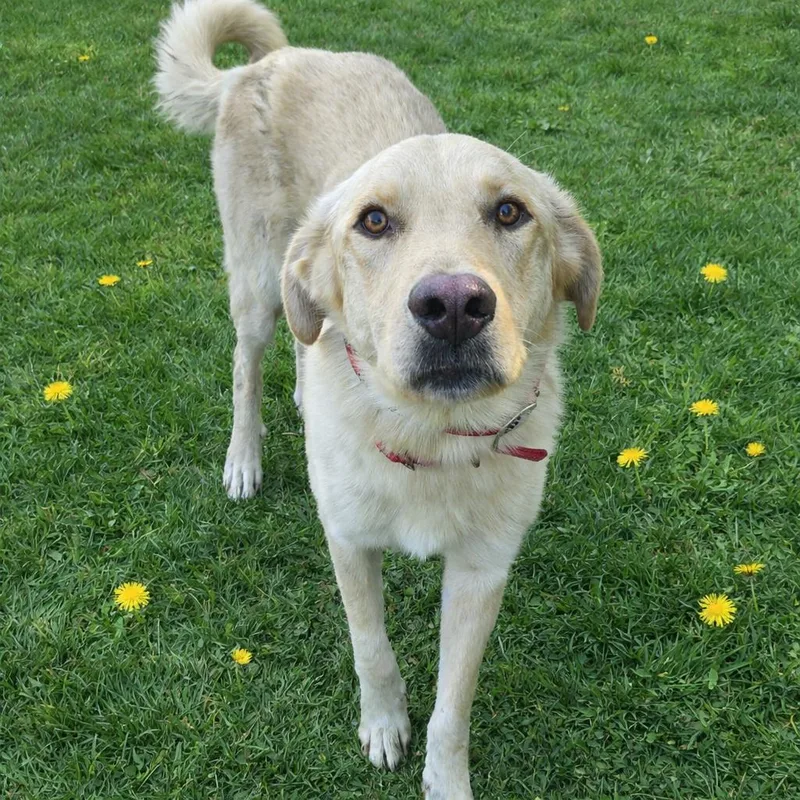 An adult medium-sized male Yellow / Tan / Blond / Fawn Yellow Labrador Retriever dog named Ct Cody for adoption in Stormville, NY