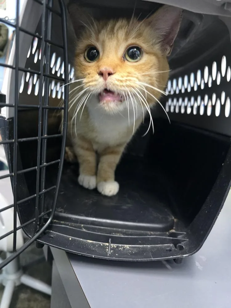 An adult small-sized male Orange & White Domestic Short Hair cat named Sweet Potato for adoption in Evansville, IN