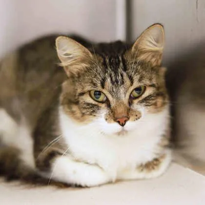 An adult small-sized female Domestic Medium Hair cat named Sally for adoption in Atlanta, GA