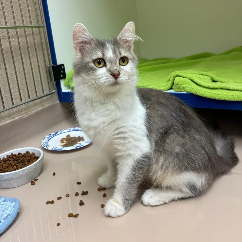 An adult medium-sized female Gray / Blue / Silver Domestic Medium Hair cat named Queen Clarion for adoption in Mebane, NC