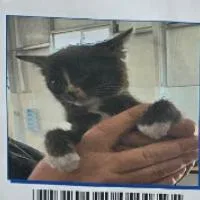 A baby small-sized male Gray / Blue / Silver Domestic Short Hair cat named Jermaine for adoption in Long Beach, CA