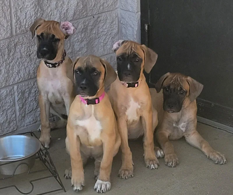A baby large-sized female Tricolor (Brown, Black, & White) Mastiff dog named Mastiff Puppies for adoption in Siloam Springs, AR