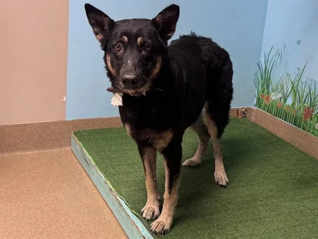 A young medium-sized female German Shepherd Dog dog named Lyra for adoption in Castaic, CA