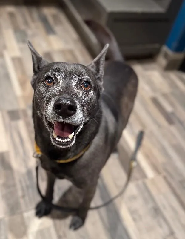 An adult medium-sized male Black Mixed Breed dog named Aries for adoption in Osseo, MI