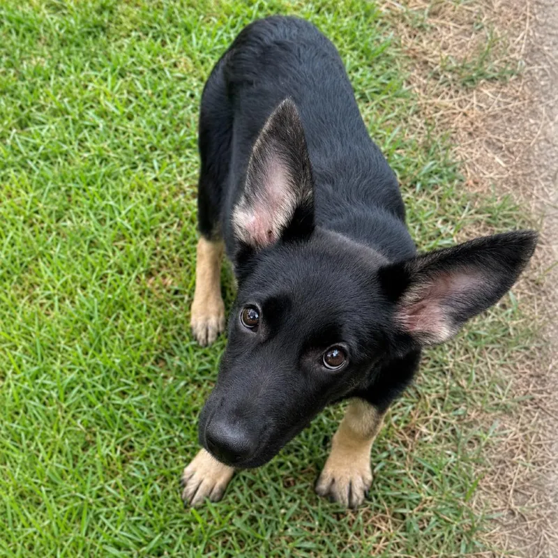 A young medium-sized female Black German Shepherd Dog dog named Charlene for adoption in Brownsboro, AL
