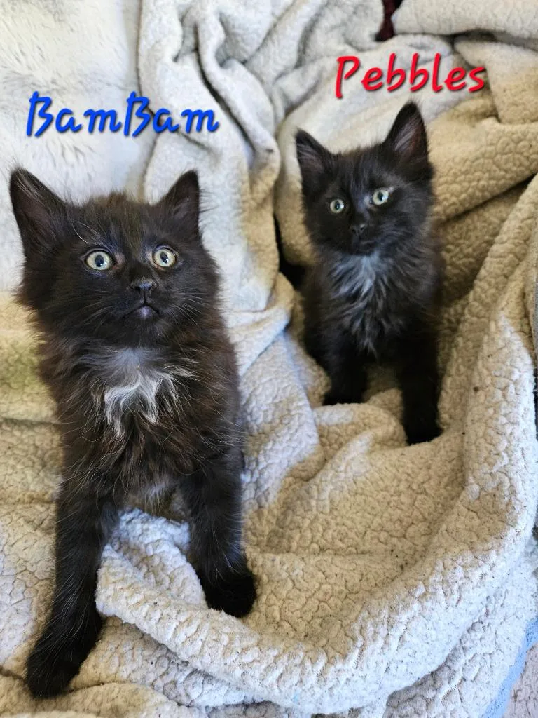 Bammbamm Rubble thumbnail 2