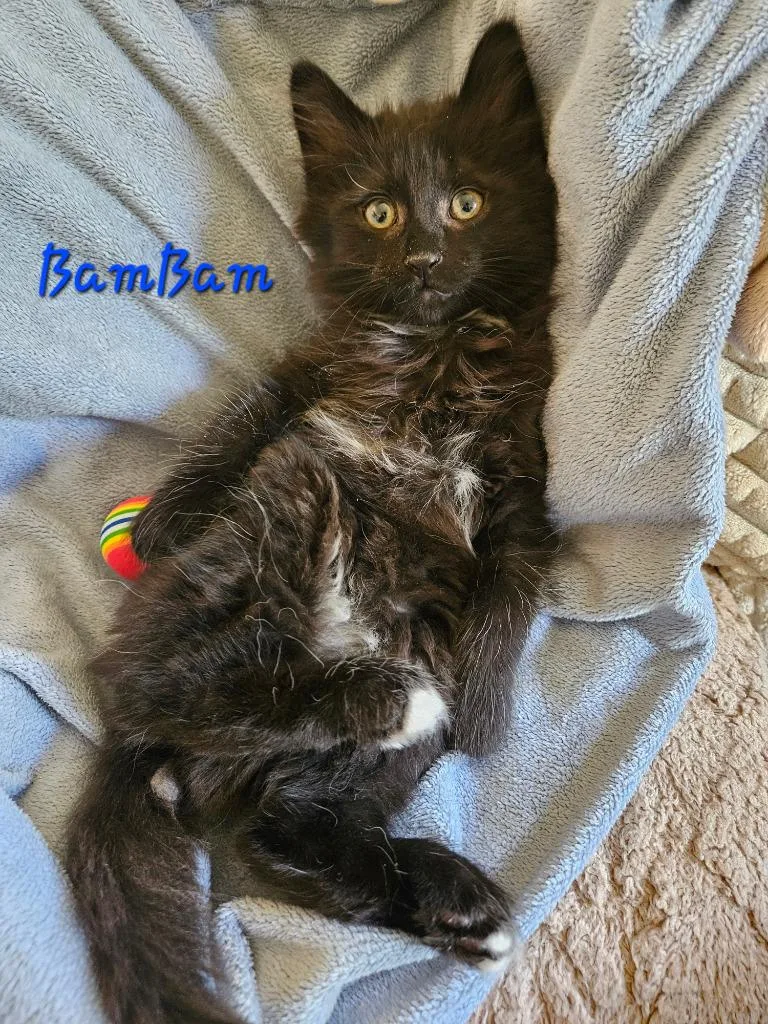 Bammbamm Rubble thumbnail 4