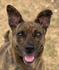 An adult medium-sized female Terrier dog named Kira Flor for adoption in Bloomfield, CT