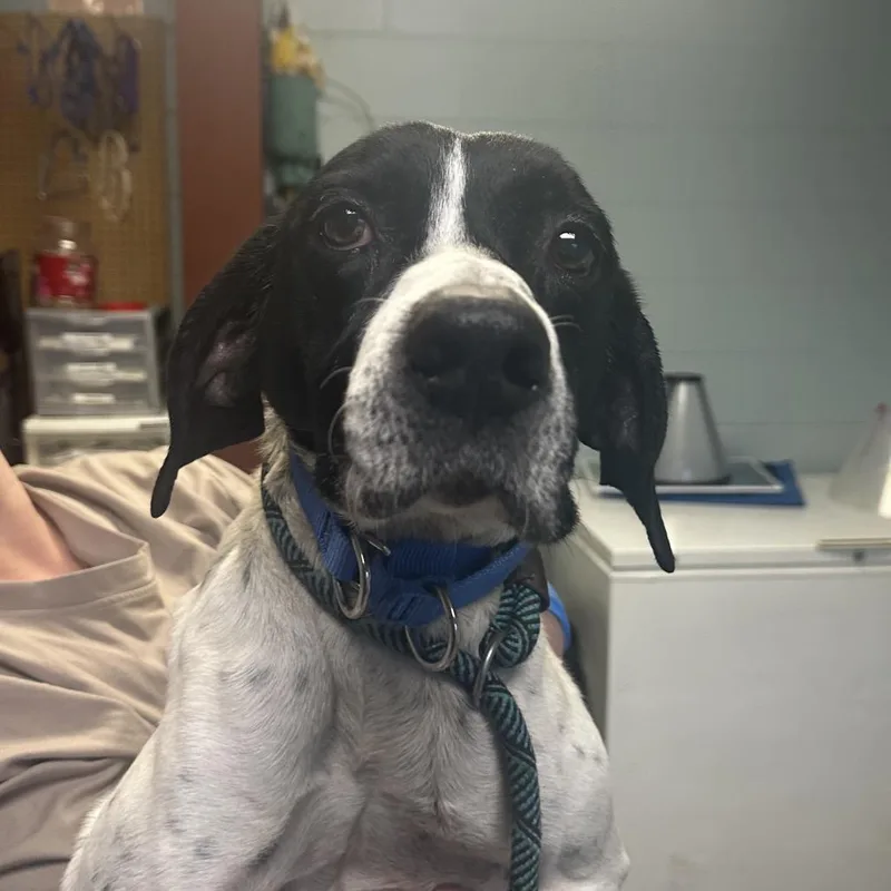 A senior medium-sized male Black Mixed Breed dog named Smores for adoption in Fredericksburg, VA