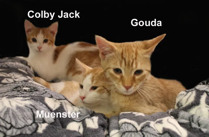 A baby medium-sized male Orange & White Domestic Short Hair cat named Muenster Gouda for adoption in Stowe, PA