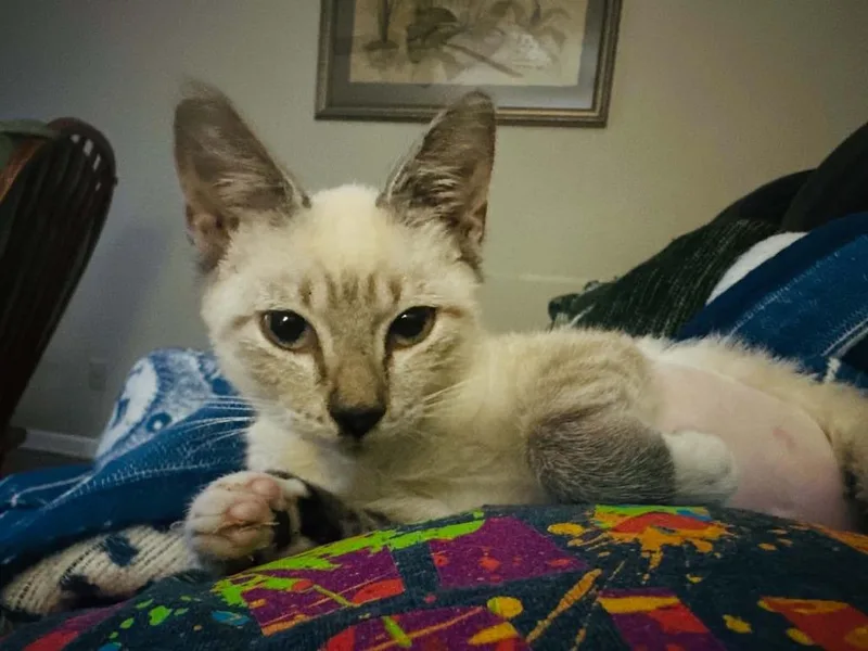 A baby small-sized female Domestic Short Hair cat named Hitchiker for adoption in Groveland, MA