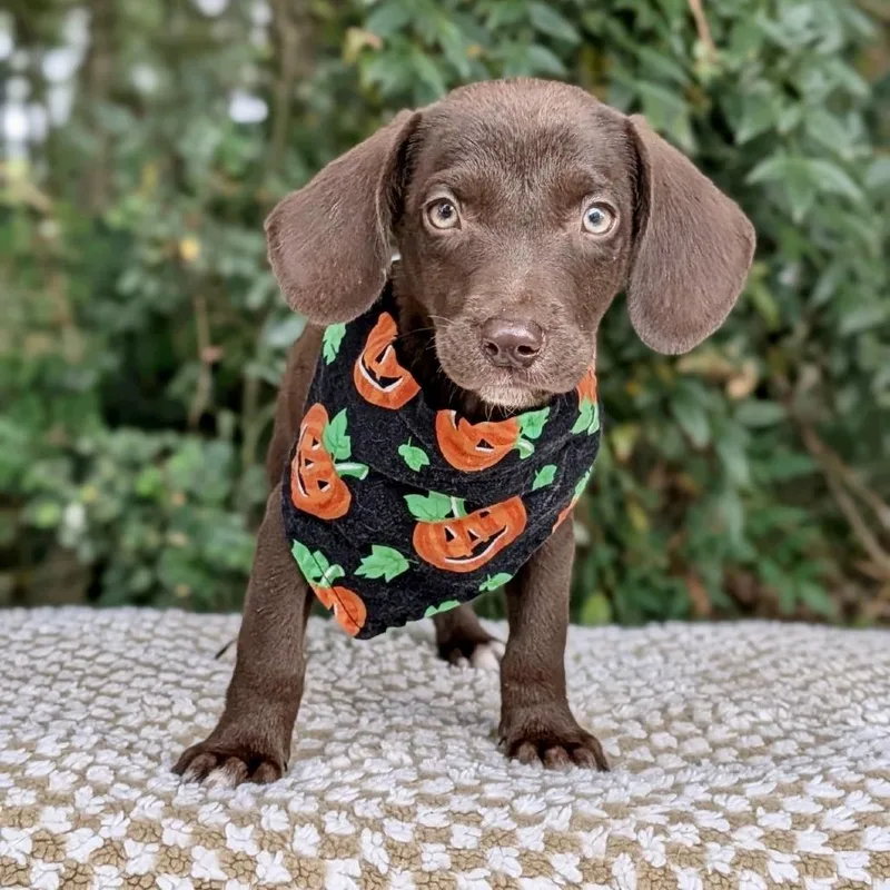 A baby small-sized male Black Labrador Retriever dog named Rustopher for adoption in Tyrone, GA
