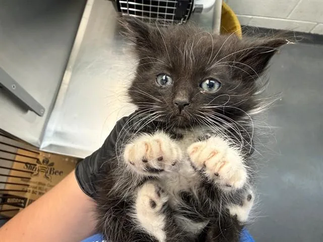A baby small-sized male Domestic Short Hair cat named Slate for adoption in Antioch, CA