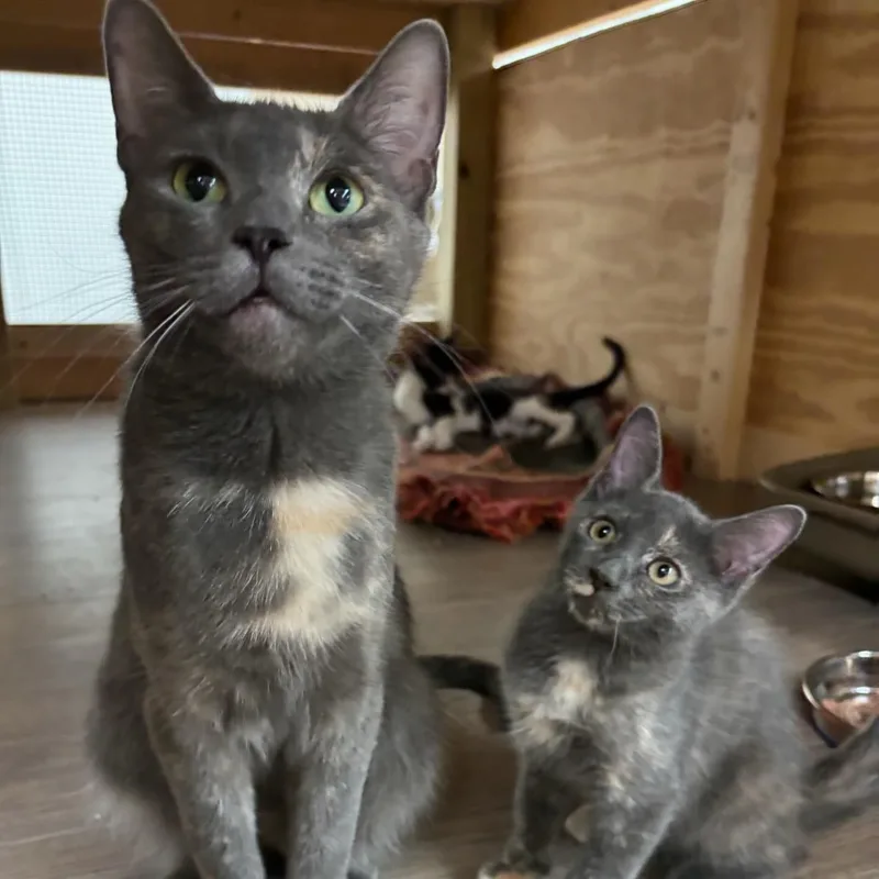 A young small-sized female Dilute Tortoiseshell Domestic Short Hair cat named Summer for adoption in Hawthorne, NJ