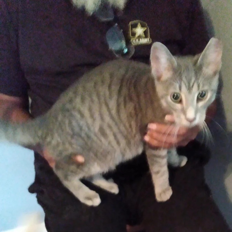 A young small-sized male Gray / Blue / Silver Domestic Short Hair cat named Fluff for adoption in Shelbyville, IN