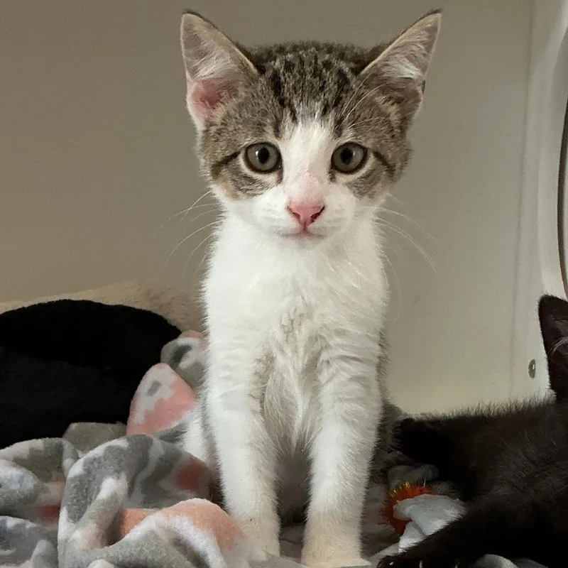 A baby small-sized male White Domestic Short Hair cat named Franklin for adoption in Elizabeth City, NC