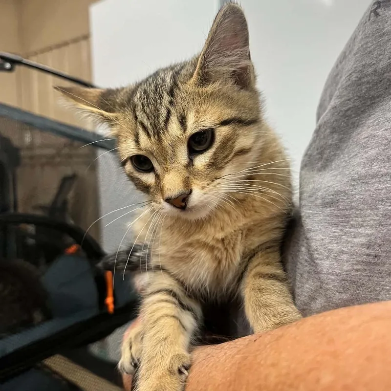 A baby small-sized male Brown / Chocolate Domestic Short Hair cat named Van Gogh for adoption in Sioux Falls, SD
