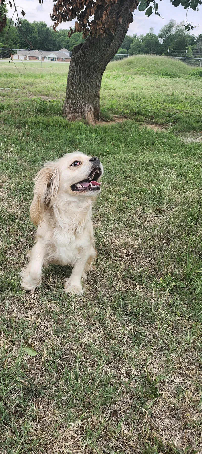 An adult medium-sized female Cocker Spaniel dog named Barbara Jean for adoption in Tuttle, OK