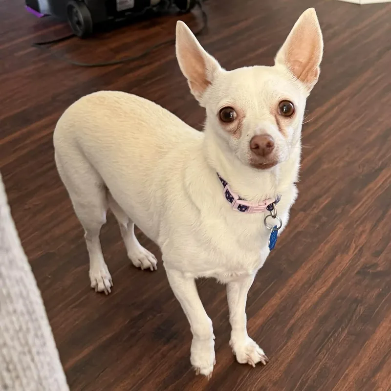 Princess thumbnail 3